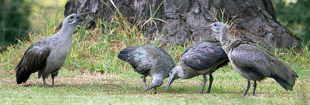 Hadeda Ibis group
